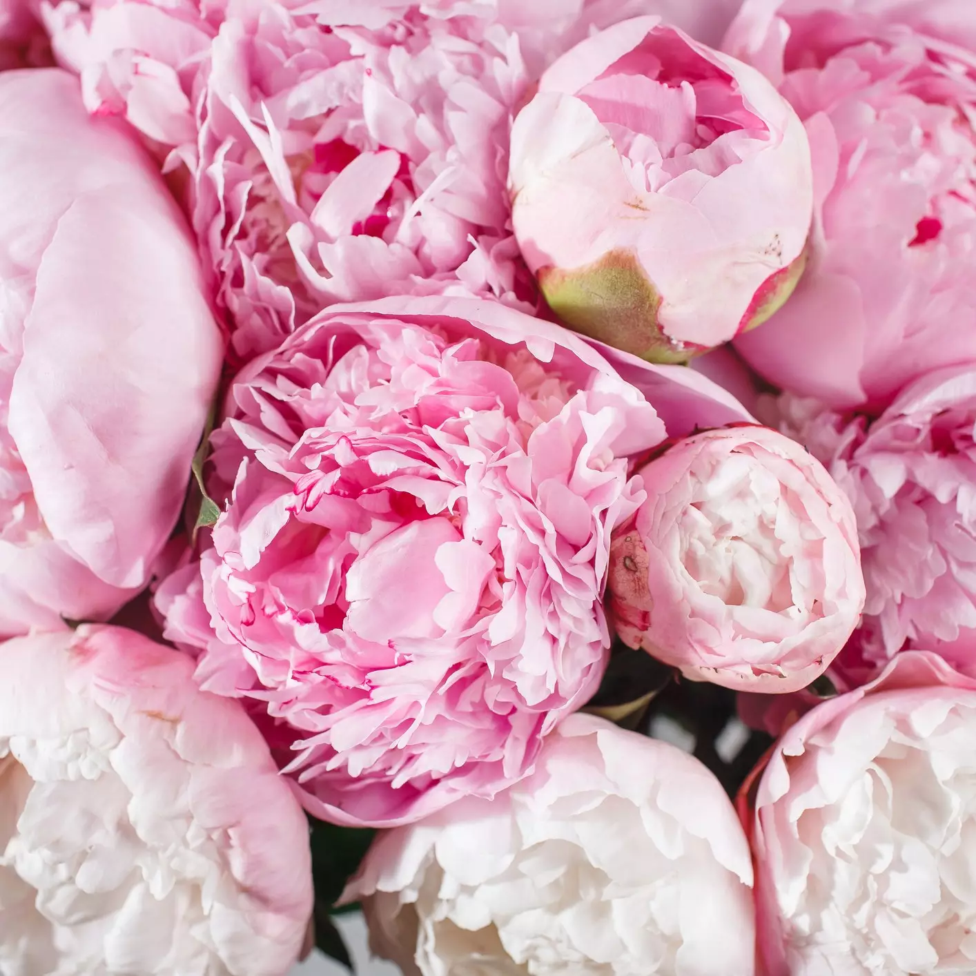 Peonies-2962982727-1556554241197.jpeg Peonies-2962982727-1556554241197.jpeg