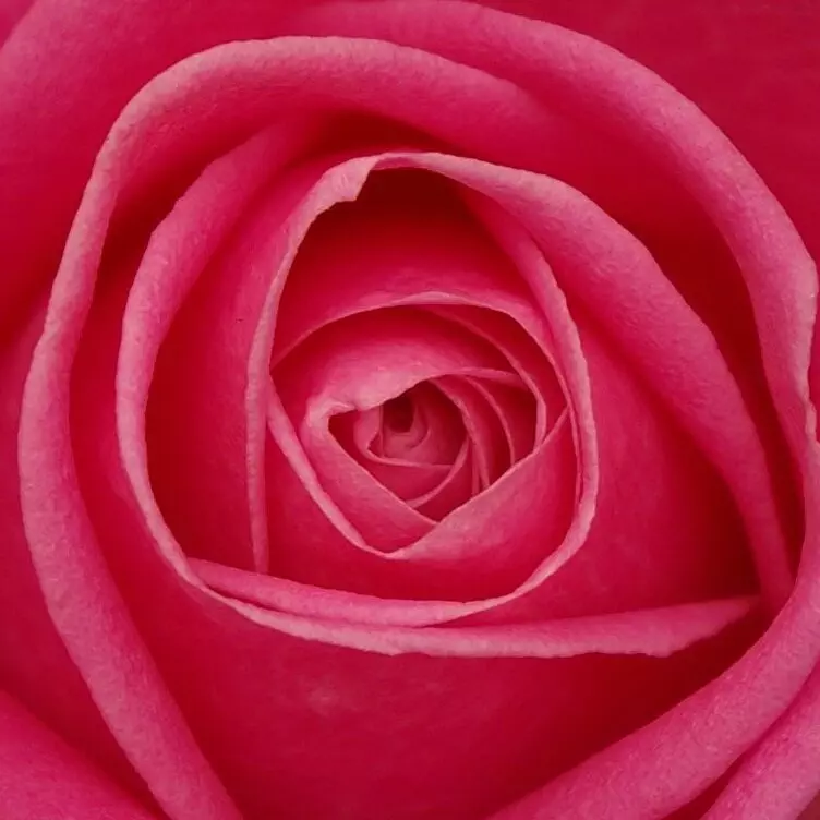 Rose_Petals Rose_Petals